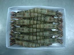 tôm cấp đông